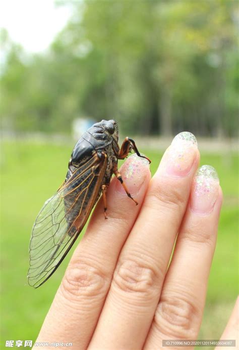 金蝉|金蝉